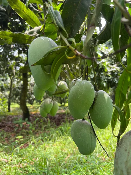 আম্রপালি ২০ কেজি (প্যাকেজিং এবং ডেলিভারিসহ)
