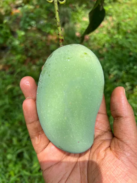 আম্রপালি ২০ কেজি (প্যাকেজিং এবং ডেলিভারিসহ)