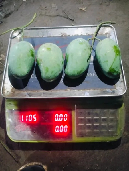 আম্রপালি ২০ কেজি (প্যাকেজিং এবং ডেলিভারিসহ)